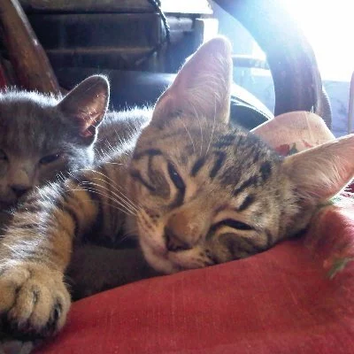 Avatar de El Duvelle